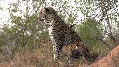 A leopard cub lovingly rubs against its mother before wandering off to Stock Footage 167852207