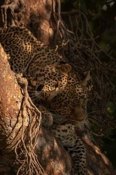 Leopard cub lying in tree nuzzling mother Stock-Fotos