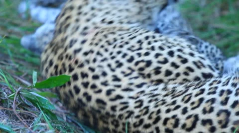 Leopard Cub with Mother Grooming Stock Footage 41640517