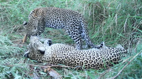 Leopard Cub with Mother Grooming Stock Footage 41640562