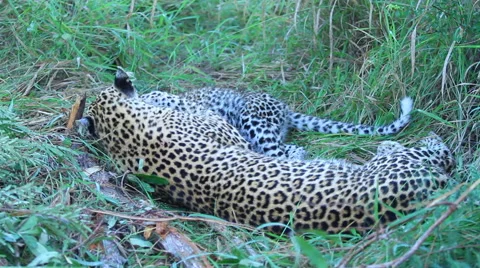 Leopard Cub with Mother Grooming Stock Footage 41641182