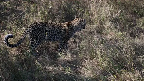 Leopard cub on the move Stock Footage 202244314