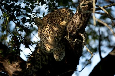 A leopard cub, Panthera pardus, balances in a dead tree Stock Photos
