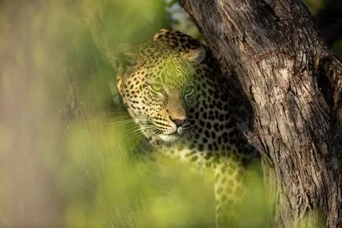 A leopard cub, Panthera pardus, balances in a dead tree Foto stock
