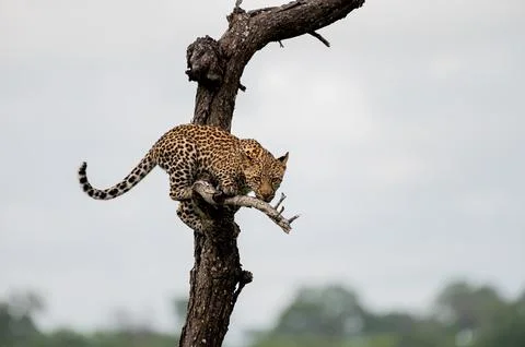 A leopard cub, Panthera pardus, balances in a dead tree Foto stock