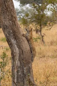 A leopard cub, Panthera pardus, climbing a tree. 스톡 사진