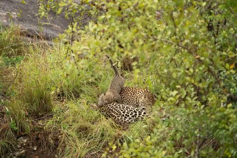 A leopard cub, Panthera pardus, climbs on top of its mother. Foto stock