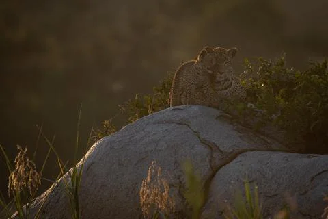 A leopard cub, Panthera pardus, greets its mother who lies on a boulder at su Stock-Fotos