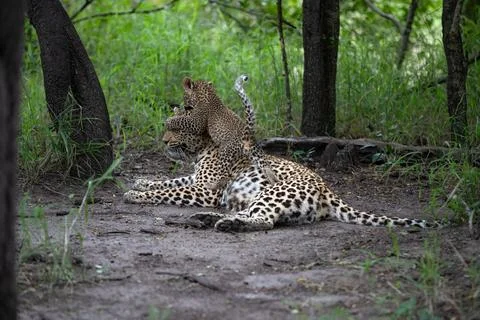 A leopard cub, Panthera pardus, jumping on its mother. Stock-Fotos