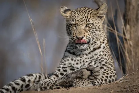 A leopard cub, Panthera pardus, lying on a termite mound, tongue out, ears ba Foto stock
