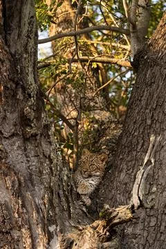 Leopard cub, Panthera pardus, lying in the fork of a tree. Stock Photos
