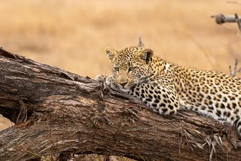 A leopard cub, Panthera pardus, resting on a mound. Stock Photos