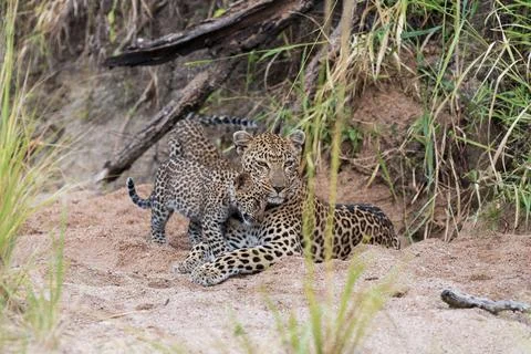 A Leopard cub, Panthera pardus, rubbing up against its mother. Stock Photos