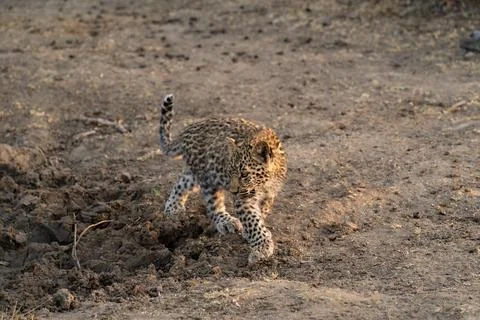 Leopard cub, Panthera pardus, walking on muddy ground. Stock Photos
