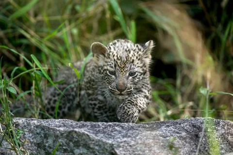 A leopard cub, Panthera pardus, walks over a rock. Foto stock