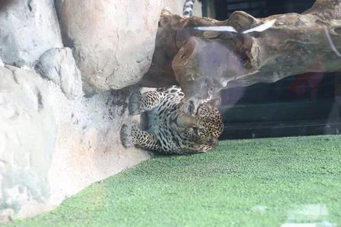 Leopard cub peeks from under a rocky overhang onto a green carpeted surface i Foto stock