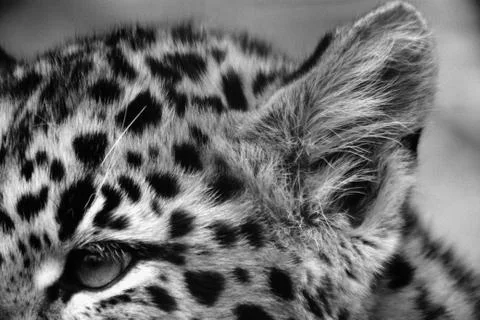Leopard cub Stock Photos