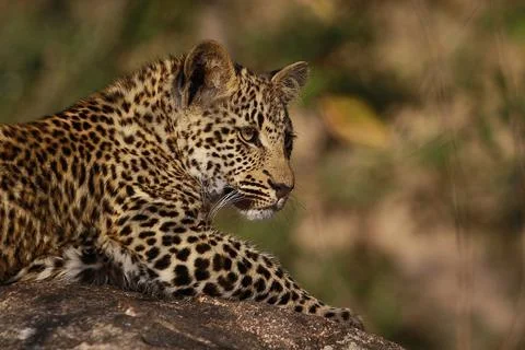 Leopard Cub Stock Photos