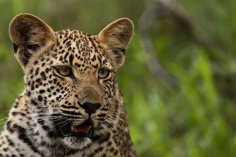 Leopard cub Stock Photos