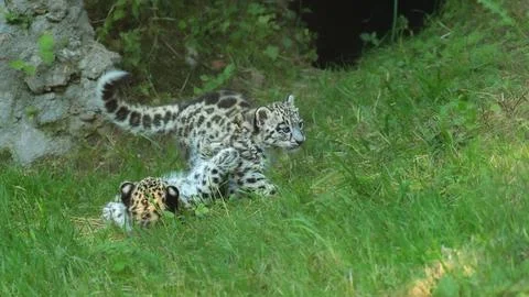 Leopard with Cub Stock Photos