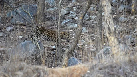Leopard cub playing and climbing a rock in Jhalana nature reserve, India Video stock 277387615