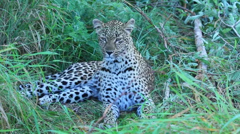 Leopard Cub Relaxing Stock Footage 41641270