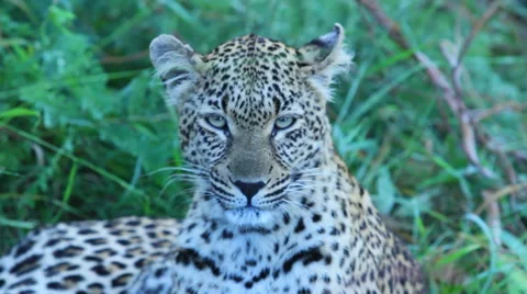Leopard Cub Relaxing Stock Footage 41641451