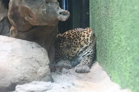 Leopard cub resting between rocks with a green textured wall on the right and Stock Photos