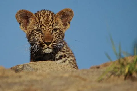Leopard cub on rock Stock Photos