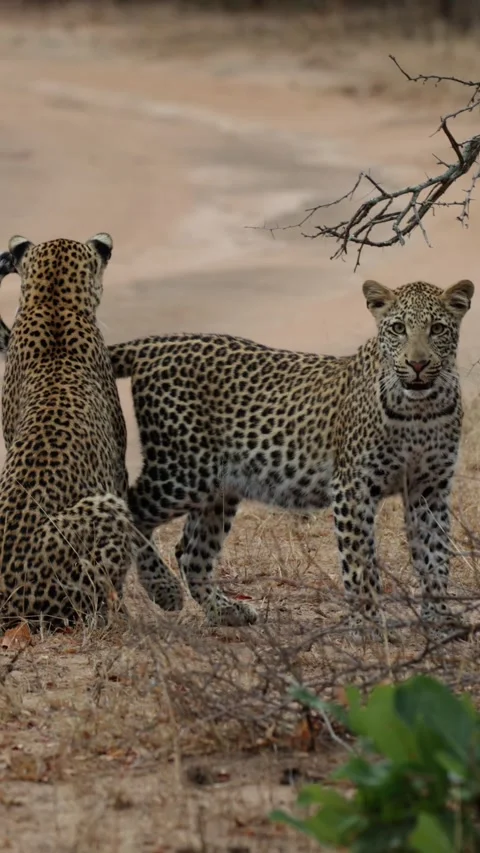 Leopard cub running to the leopardess Stock Footage 313865446