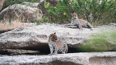 Leopard cub scratching itself in Jawai national park 스톡 동영상 289842523