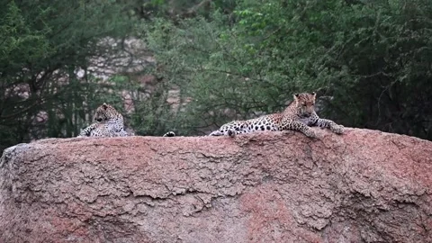 Leopard cub sits down on the boulder near her mother in Jawai national park Stock Footage 282442764