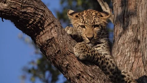Leopard cub sits gracefully in the branches of a majestic leadwood tree while Stock Footage 340064632