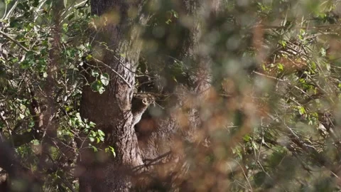 Leopard cub sitting in a tree Video stock 278717574