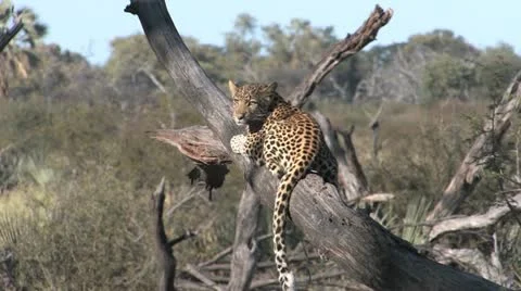 Leopard cub in tree - 1 Video stock 22193506