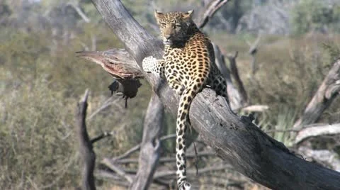 Leopard cub in tree - 2 Stock Footage 22194392