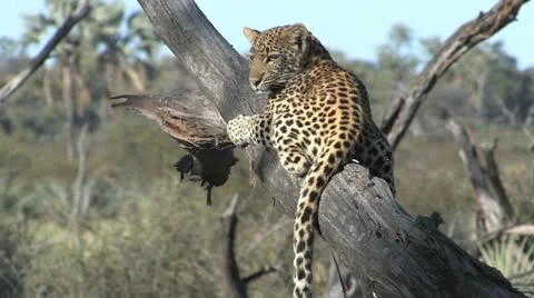 Leopard cub in tree - 3 Stock Footage 22194374