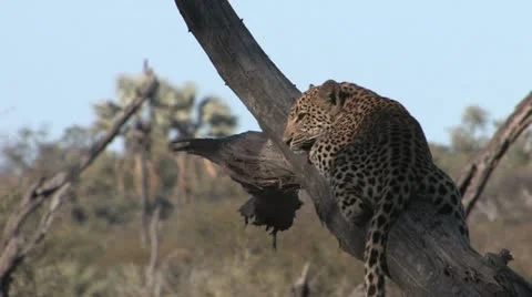 Leopard cub in tree - 4 Stock Footage 22197507