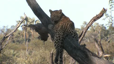 Leopard cub in tree - 5 Video stock 22197514