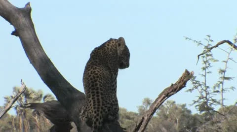 Leopard cub in tree - 6 Stock Footage 22197744