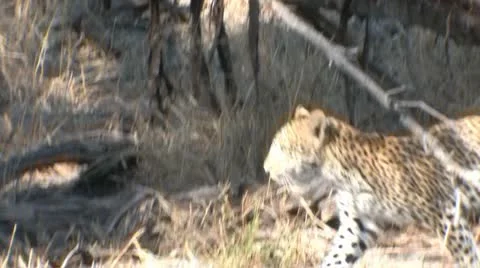 Leopard cub in tree - 8 Stock Footage 22197960