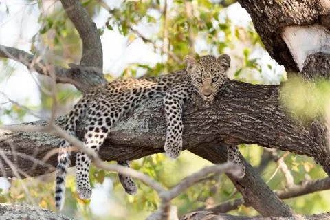 Leopard cub on tree in the wilderness Stock Photos