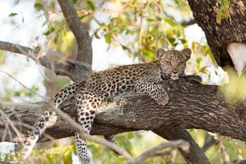 Leopard cub on tree in the wilderness Stock Photos