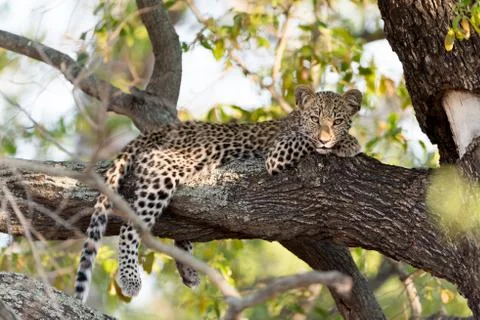 Leopard cub on tree in the wilderness Fotos Stock