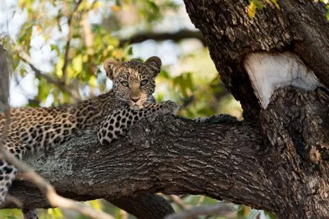 Leopard cub on tree in the wilderness Stock Photos