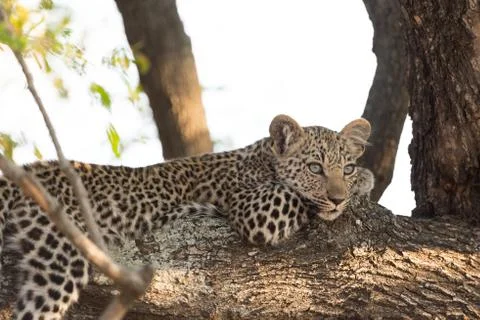 Leopard cub on tree in the wilderness Stock Photos