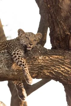 Leopard cub on tree in the wilderness Stock Photos