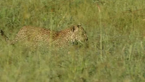 Leopard Cub Walking Through Tall Grass 4k Telephoto Lens Footage Stockbeeldmateriaal 338258441