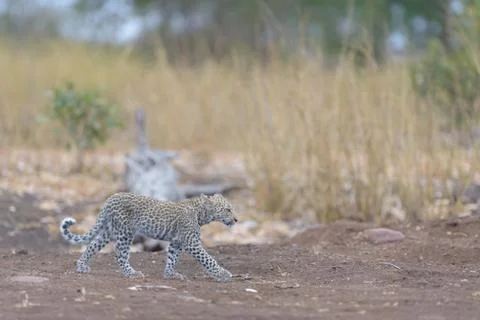 Leopard cub in the wilderness Stock Photos