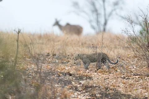 Leopard cub in the wilderness Stock Photos